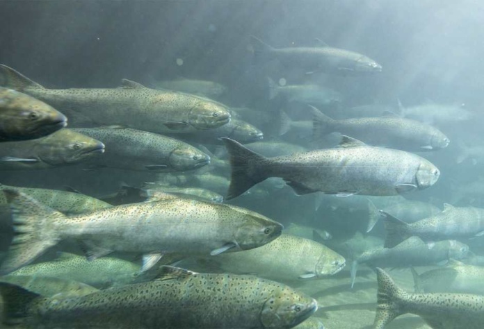 Investigación propone utilizar residuos del salmón para generar alimentos ricos en calcio