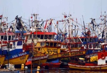 Navegando hacia el crecimiento: Biobío eleva su economía marítima con  aumento del 25% de desembarque pesquero y 2% en movilización portuaria 