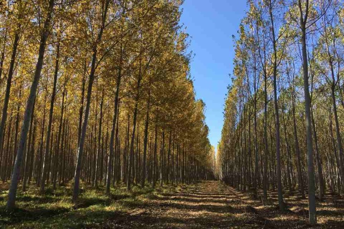 Grupo Fósforos de Chile es pionera en lograr la certificación libre de deforestación y degradación ambiental