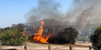 Incendios forestales: Experto detalla impacto económico en la región de Valparaíso