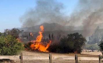 Incendios forestales: Experto detalla impacto económico en la región de Valparaíso