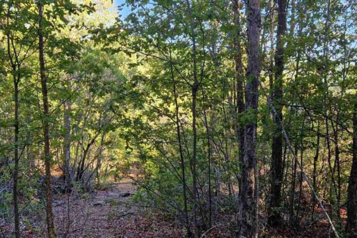 Día de los Bosques: Estado y academia en búsqueda de la carbono neutralidad