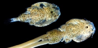Estudio de investigadores de INCAR revela nuevos genes relacionados con proceso reproductivo del Piojo de Mar