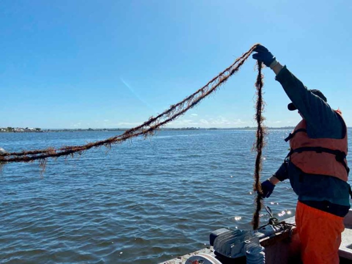 Avance científico en el control de plagas de algas en Chile mediante mecanismos naturales