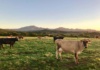 Carne de libre pastoreo: Conoce los beneficios de esta práctica