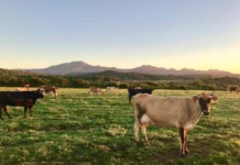 Carne de libre pastoreo: Conoce los beneficios de esta práctica