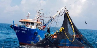 Desembarque pesquero en la Región del Biobío aumentó 12,6% en doce meses