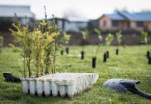Festival Pala en Mano plantará 10 mil árboles en Ancud para combatir la deforestación insular
