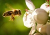 Las abejas en Chile: Un tesoro natural en peligro