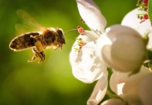 Las abejas en Chile: Un tesoro natural en peligro