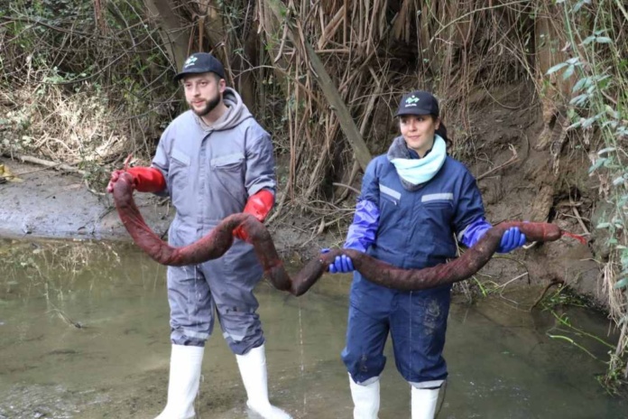 Limpiando Laguna Verde (1) Remueven más de 15 kilos de contaminantes en Laguna Verde gracias a cabello reciclado