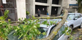 Árboles caídos y cortes de luz eléctrica amenazan la seguridad urbana por sistema frontal