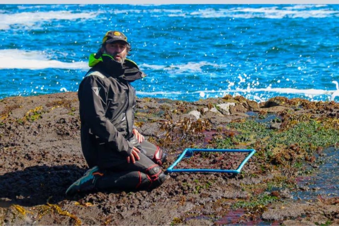 Bosques de algas pardas en amenaza