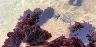 Estudian la influencia de eventos catastróficos en la evolución de algas rojas en Chile