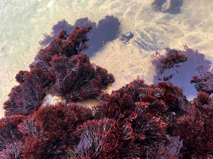 Estudian la influencia de eventos catastróficos en la evolución de algas rojas en Chile Estudian la influencia de eventos catastróficos en la evolución de algas rojas en Chile