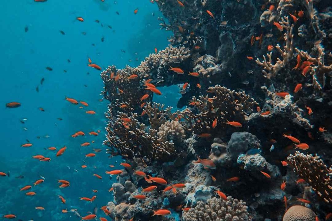 ¿Qué nos dice el océano?: datos para un futuro sostenible
