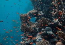 ¿Qué nos dice el océano?: datos para un futuro sostenible