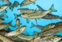 Agrovet reactiva en Chile comercialización de “Aqualife-Formalina®” de Syndel