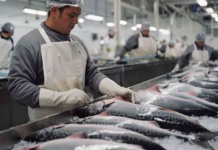 Exportaciones de salmón bajaron 5,6% durante el segundo trimestre de este año