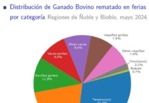 Producción de carne en vara de ganado bovino de la Región del Biobío creció 30,2% en doce meses