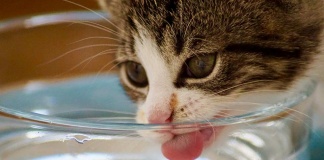 ¿Internet o Veterinario? La primera opción de los chilenos al buscar información sobre la salud de sus gatos