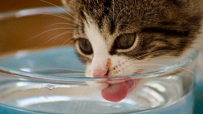 ¿Internet o Veterinario? La primera opción de los chilenos al buscar información sobre la salud de sus gatos