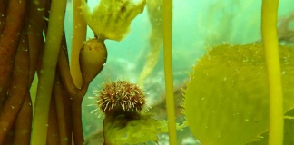 Bosques submarinos de algas subantárticas son una nueva alternativa para la estrategia de captura de carbono global