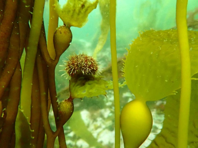 Bosques submarinos de algas subantárticas son una nueva alternativa para la estrategia de captura de carbono global