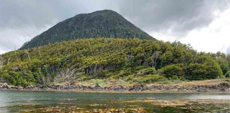 Bosques submarinos de algas subantárticas son una nueva alternativa para la estrategia de captura de carbono global