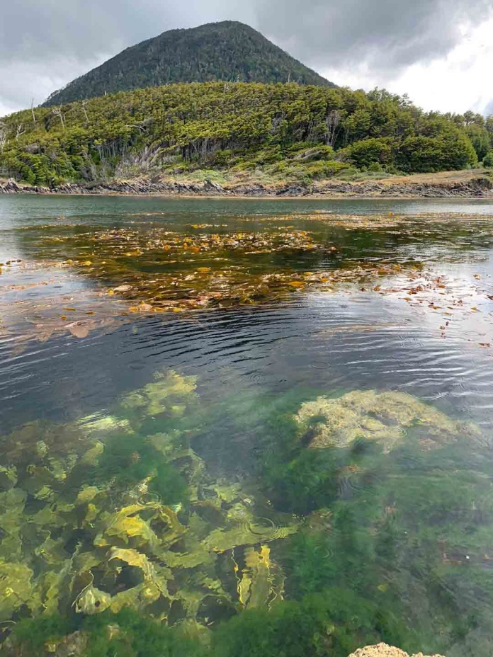 Bosques submarinos de algas subantárticas son una nueva alternativa para la estrategia de captura de carbono global