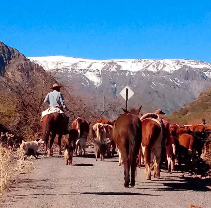 Comienza nueva temporada de veranadas desde San Fernando hacia la cordillera