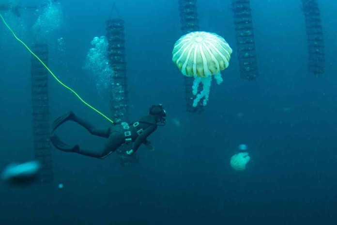   Mar de Chile en la COP16: Singularidades Naturales para el Desarrollo Científico