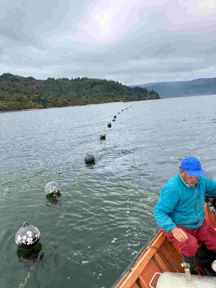 Proyectan profundizar la acuicultura de pequeña escala en la pesca artesanal de la Región de Los Ríos