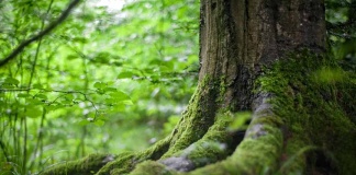 bosque nativo en Chile se encuentra privatizado