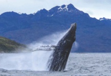 Comienza la temporada de avistamiento de ballenas en el Estrecho de Magallanes