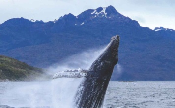 Comienza la temporada de avistamiento de ballenas en el Estrecho de Magallanes