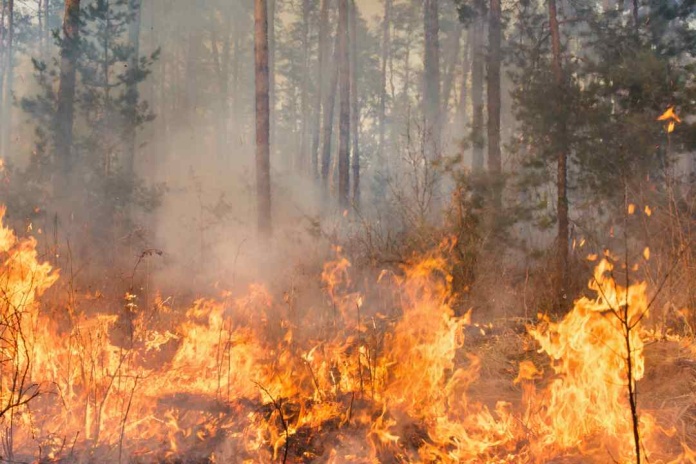 Datos Meteorológicos en tiempo real: Impacto en la gestión de incendios y emergencias químicas en Chile