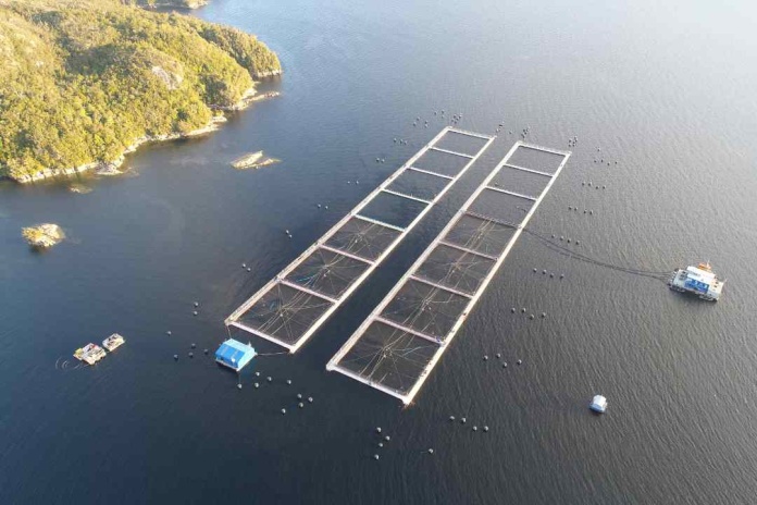 Exportaciones de salmón chileno bajaron 3,1% durante el tercer trimestre de 2024, reflejando una caída por segundo periodo consecutivo