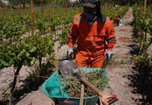 Ingenieros agrónomos de SQM Litio apoyan a agricultores locales en la preparación de sus terrenos para la siembra de verano Ingenieros agrónomos de SQM Litio apoyan a agricultores locales en la preparación de sus terrenos para la siembra de verano