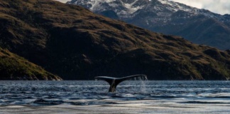 Balance de Greenpeace El 2024 nuestro país fue protagonista de fuertes contrastes en materia medioambiental”
