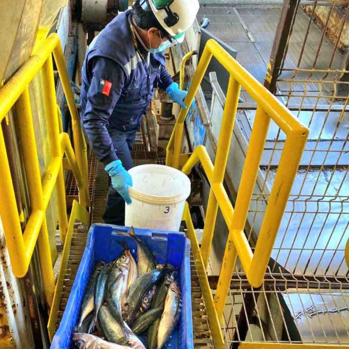 Con éxito finaliza temporada de captura de jurel chino en Biobío