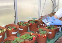 Seminario aborda el uso de la biotecnología para extender la vida útil de la frutilla en postcosecha