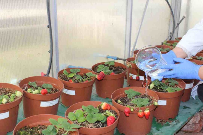 Seminario aborda el uso de la biotecnología para extender la vida útil de la frutilla en postcosecha