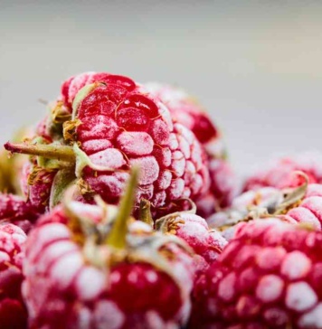 Valle Frío de Nutrisco dió inicio a la temporada de berries congelando más de 250 toneladas de fruta al día