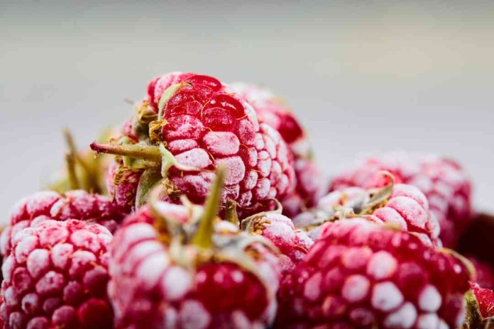 Valle Frío de Nutrisco dió inicio a la temporada de berries congelando más de 250 toneladas de fruta al día