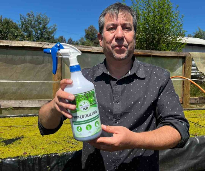 Bioestimulante y futuro superalimento: Emprendedor de Santa Bárbara impulsa innovador proyecto con la Lenteja de Agua chilena