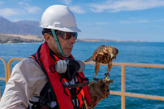 Conoce a Ágata, el ave rapaz encargada de cuidar la infraestructura de Muelle