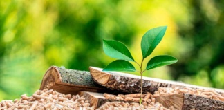 MASISA reduce un 67% de su consumo energético con biomasa y avanza hacia cero emisiones netas para 2050