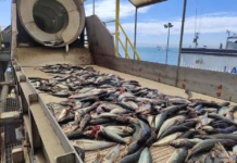 Sernapesca Biobío cerró de manera exitosa la cuota de captura de jurel artesanal Sernapesca Biobío cerró de manera exitosa la cuota de captura de jurel artesanal