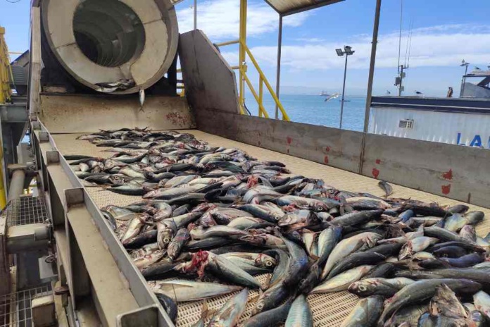 Sernapesca Biobío cerró de manera exitosa la cuota de captura de jurel artesanal